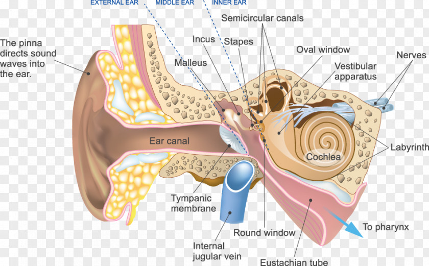 Ear Auditory System Cochlear Nerve Outer PNG