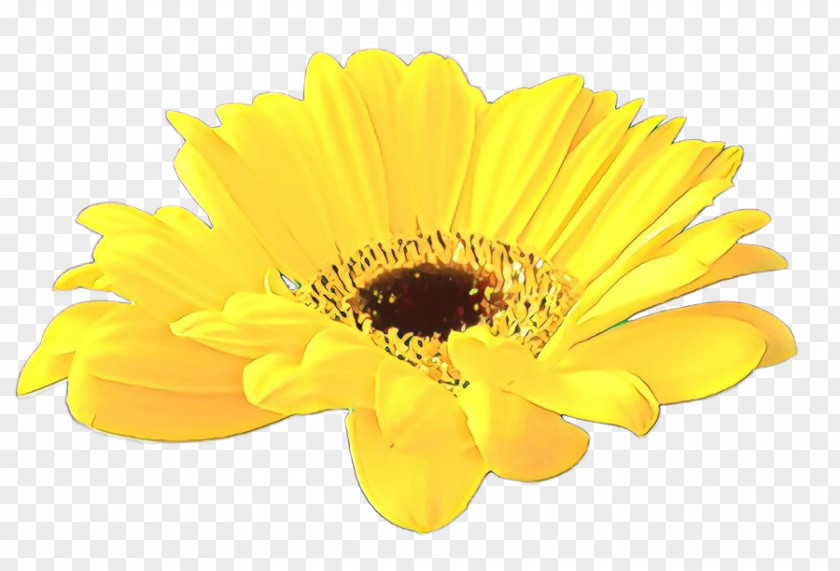 English Marigold Calendula Barberton Daisy Flower Gerbera Yellow Petal PNG