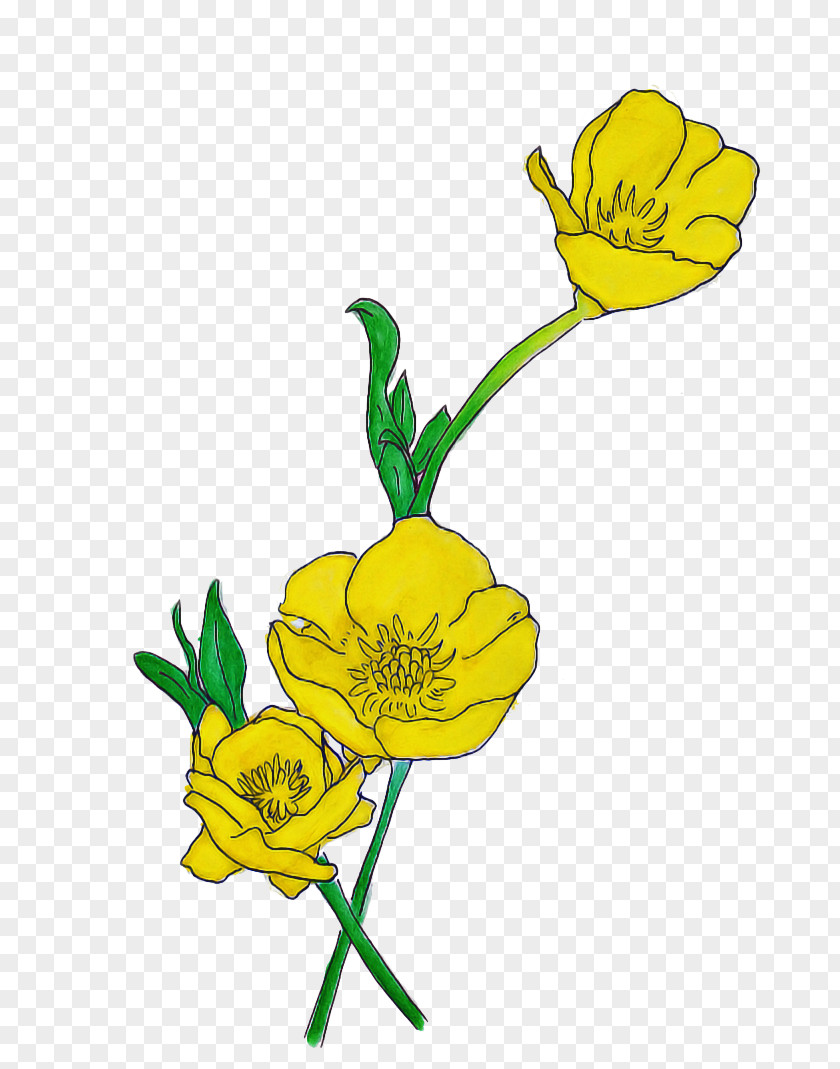 Evening Primrose Herbaceous Plant Drawing Of Family PNG