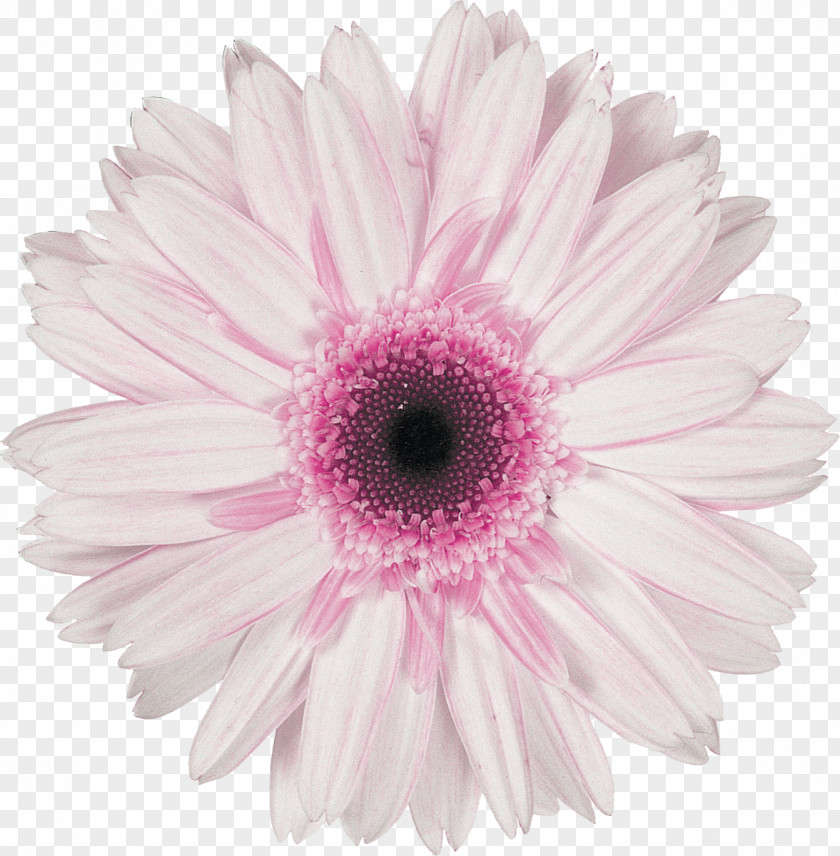 Flowering Plant Cut Flowers Daisy PNG