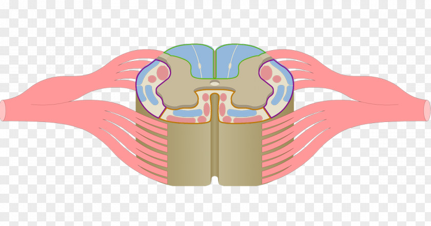 Cranial Nerve Posterior Funiculus Spinal Cord Grey Matter Anatomy PNG
