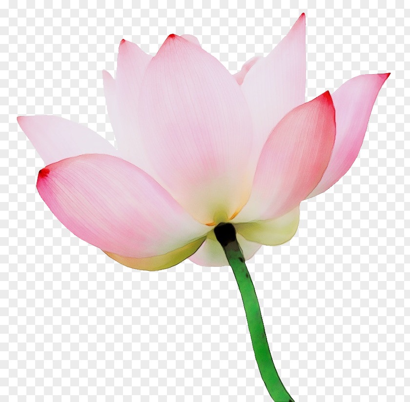 Plant Stem Sacred Lotus Herbaceous Cut Flowers Nelumbonaceae PNG