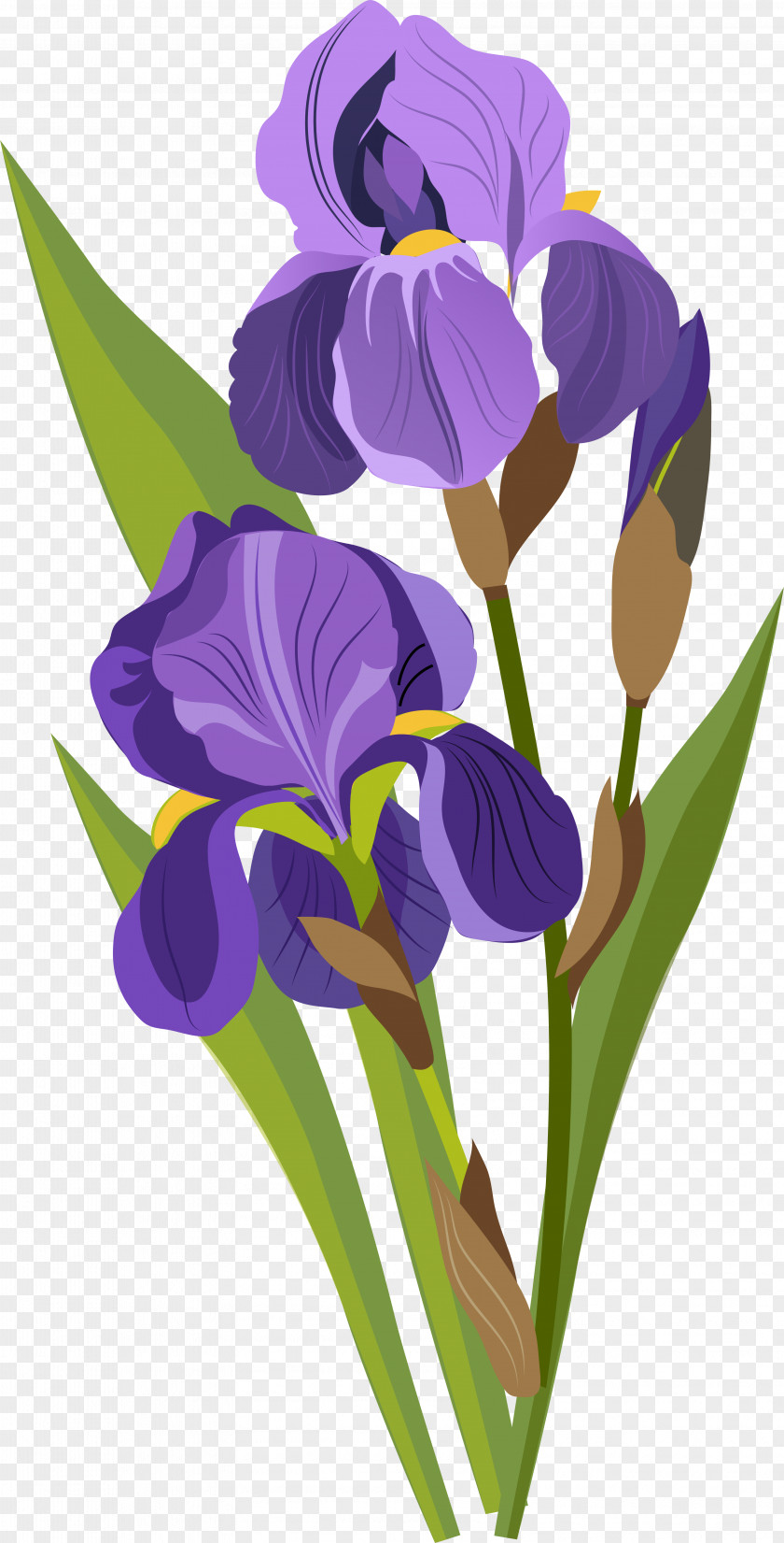 Purple Tulips Download Drawing Tulip PNG