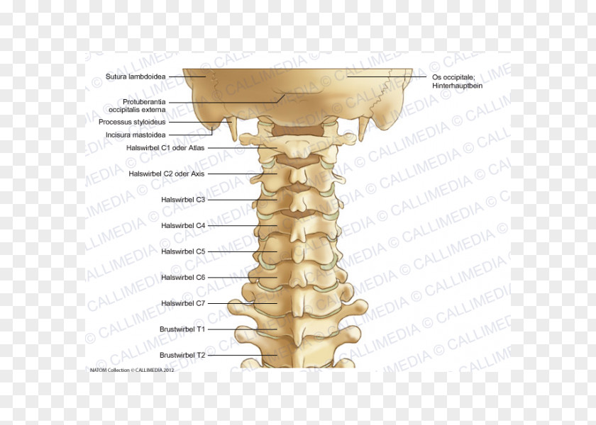 Skull Cervical Vertebrae Process Vertebral Column Anatomy PNG