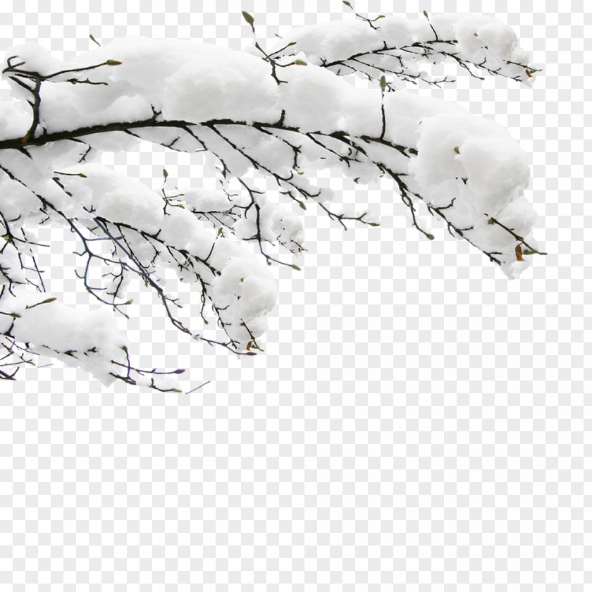 Snow Dongzhi Daxue Template PNG