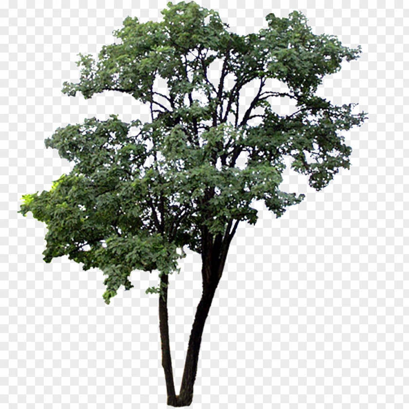 Tree Download Macrophanerophytes PNG
