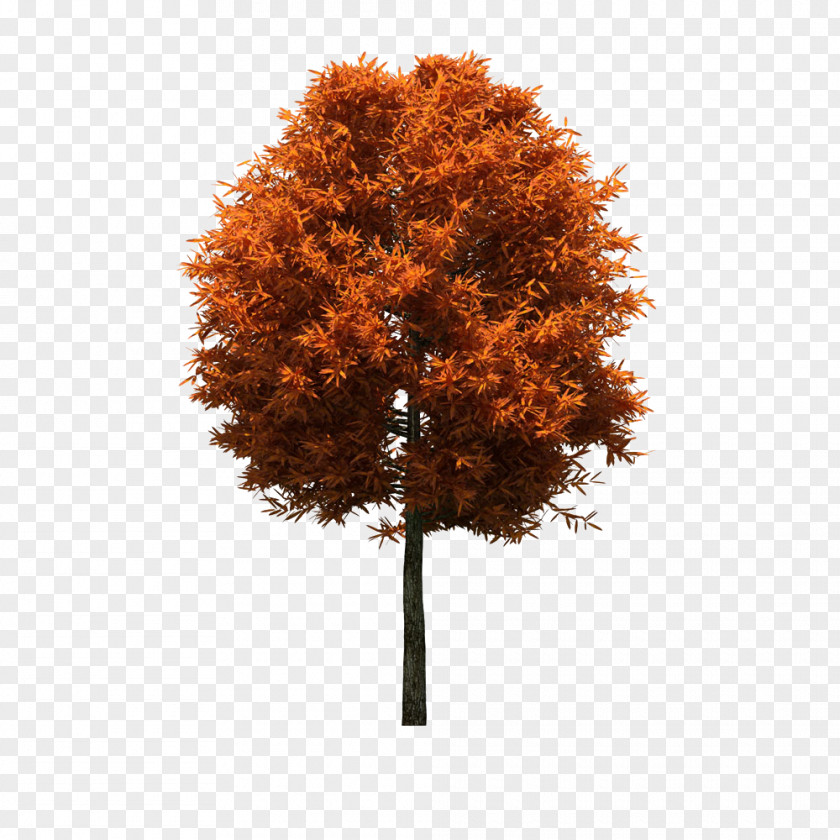 Autumn Tree Download PNG