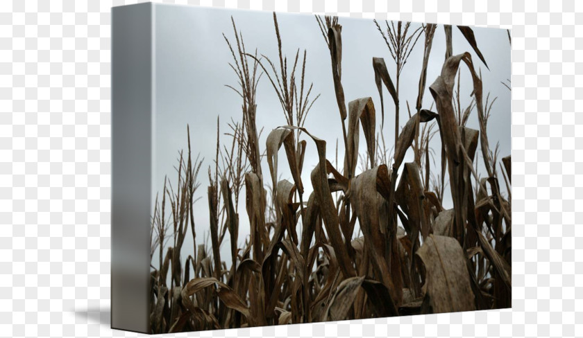 Corn In Kind Bamboo Stock Photography Wood Grasses Phragmites PNG