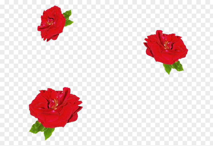 Flower Garden Roses China Rose Petal Floribunda Clip Art PNG