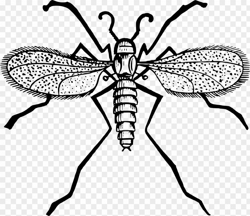 Fly Mosquito Gnat Clip Art PNG