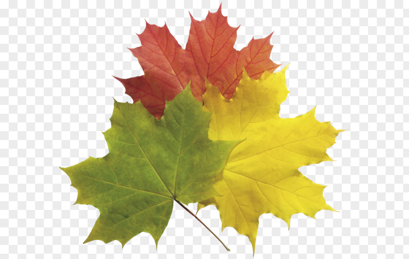 Leaf Computer Graphics Clip Art PNG