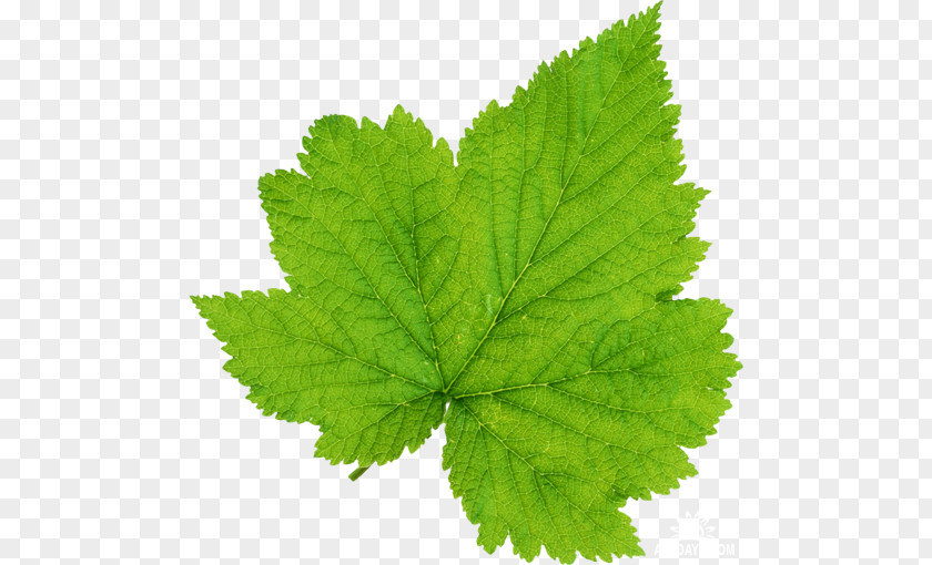 Leaf Maple Green Clip Art PNG