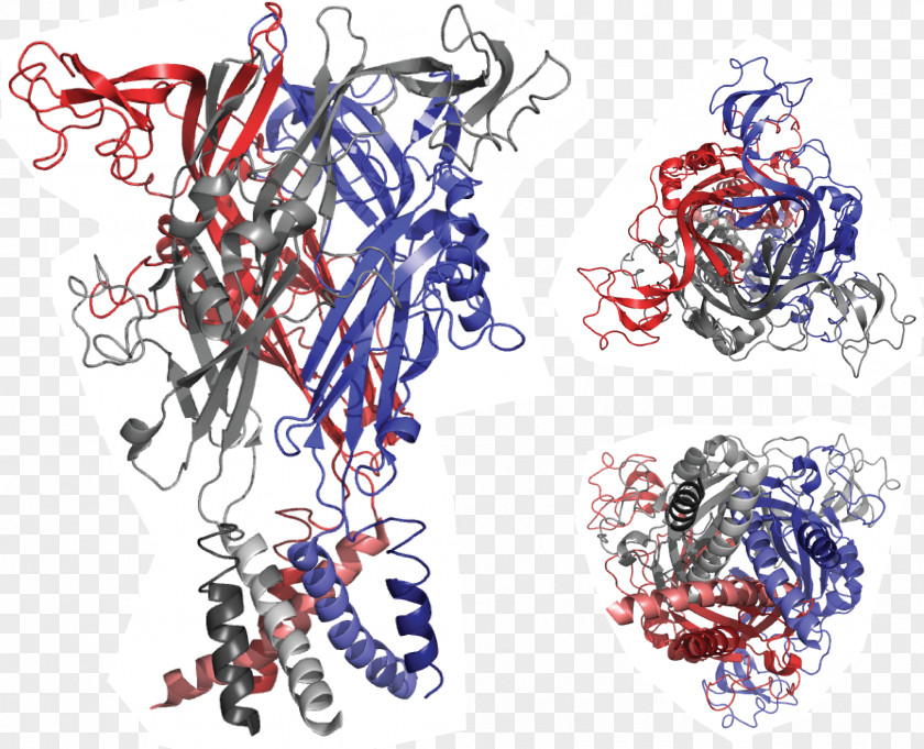 P2X Purinoreceptor Ligand-gated Ion Channel P2RX7 Purinergic Receptor PNG