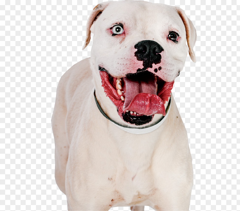 Pitbull American Pit Bull Terrier Bulldog Dogo Argentino PNG