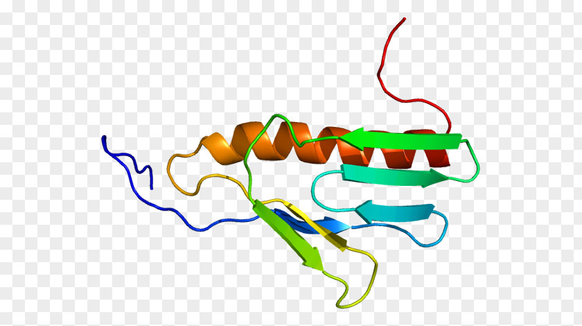 Ribosome Ribosomal Protein Gene Biosynthesis PNG