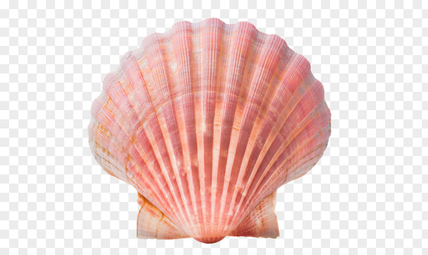 Seashell Conch Stock Photography Clip Art PNG