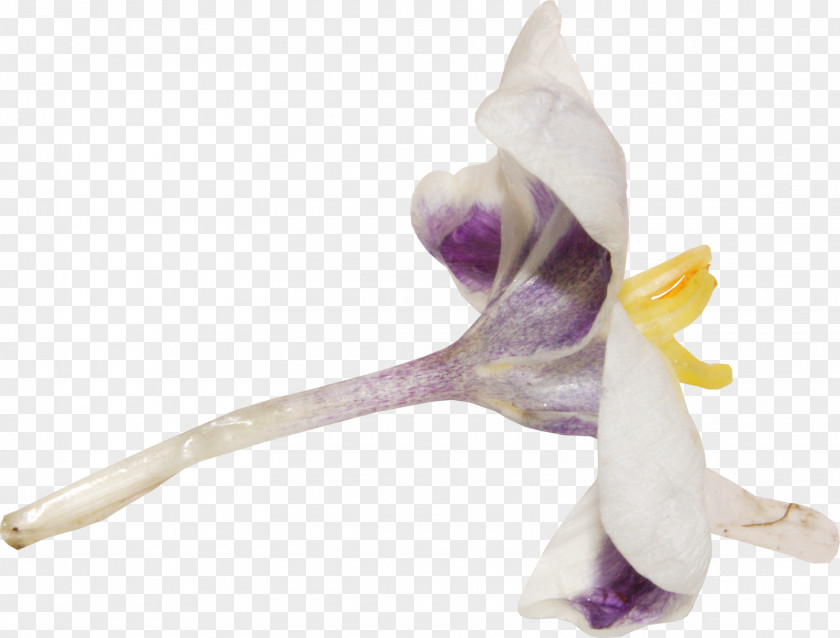 Squid Artificial Flower PNG