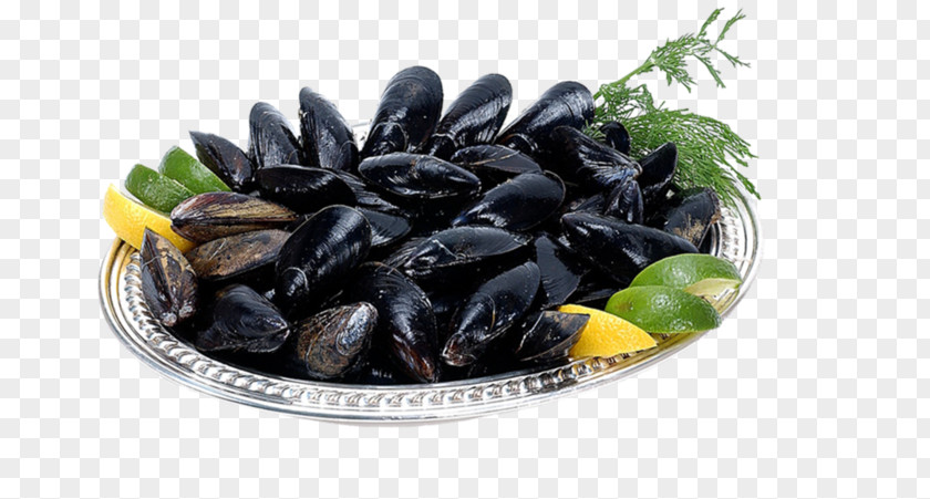 Sugar Mussel Oyster Crayfish As Food Clam PNG