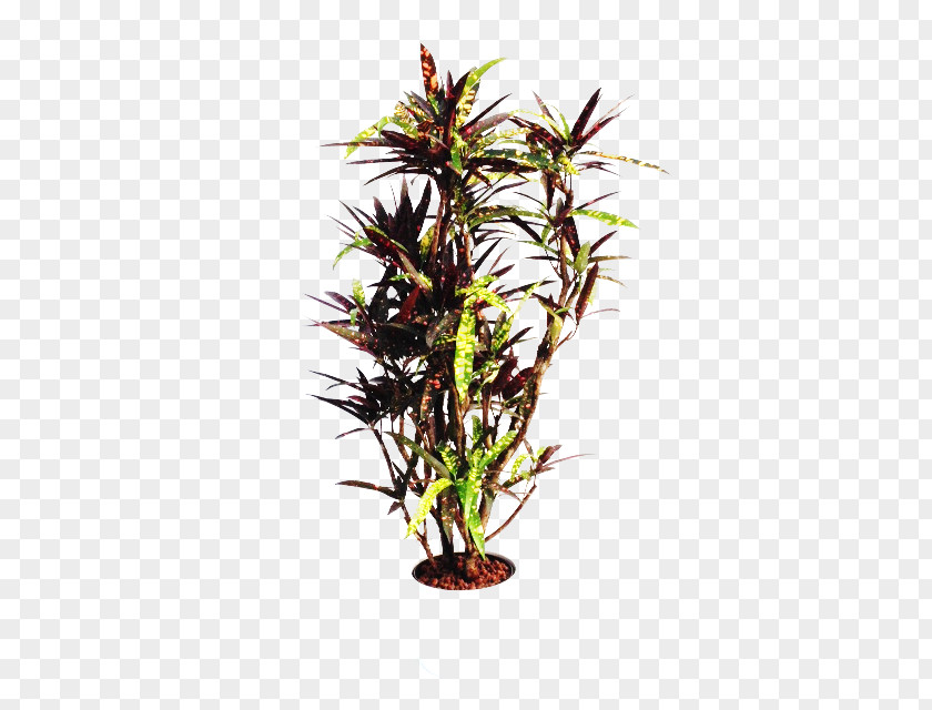 Tree Dragon Houseplant Wayfair Shrub PNG