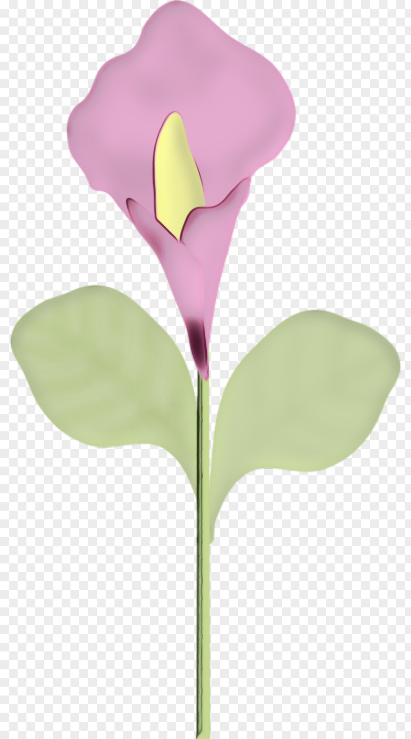 Arum Lilies Cut Flowers Moth Orchids Plant Stem PNG