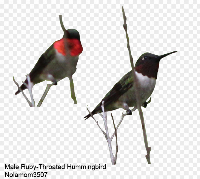 Beak Finch Hummingbird M Animal PNG