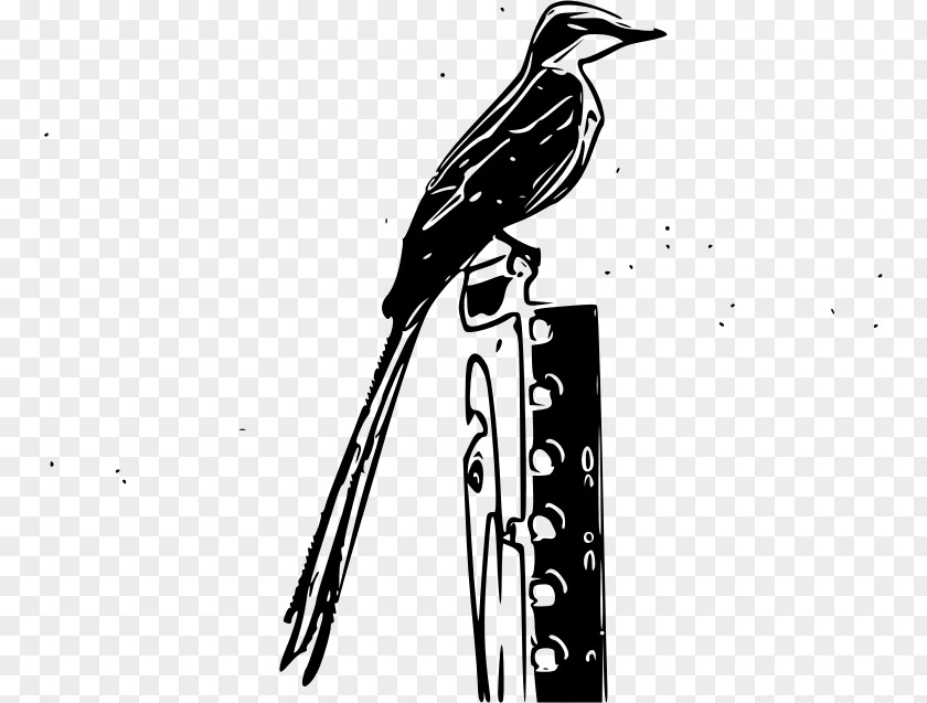 Bird Passerine Vertebrate Scissor-tailed Flycatcher PNG