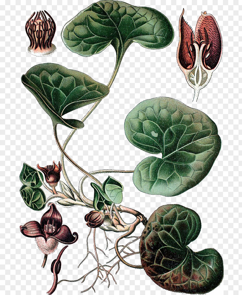 European Ginger Illustrator Wild Icones Plantarum Medicinalium Stock Photography Illustration PNG