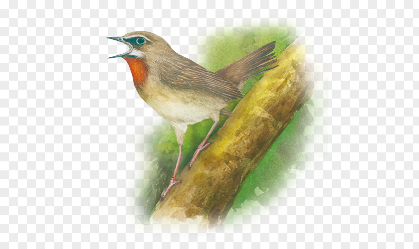 European Robin Common Nightingale Finch Wren American Sparrows PNG