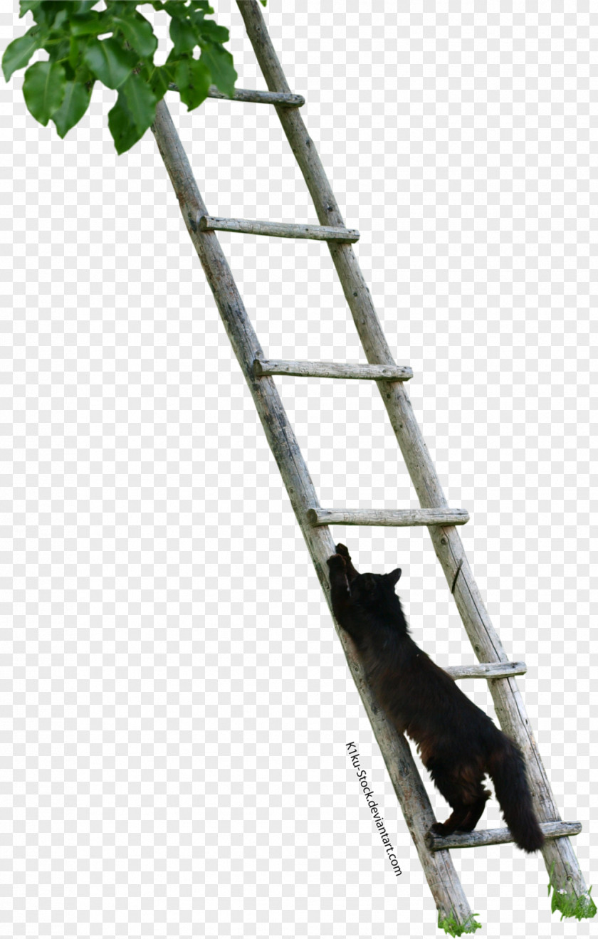 Ladder Cat Stock Photography PNG