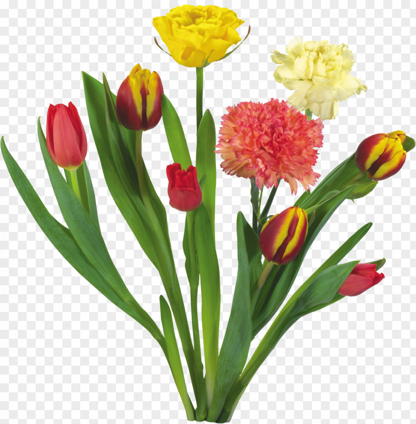 Tulip Carnation Flower Bouquet Garden Roses PNG
