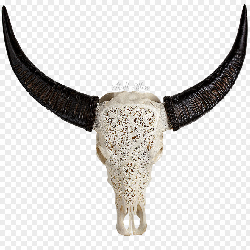 Buffalo Skull Horn American Bison Human Symbolism PNG