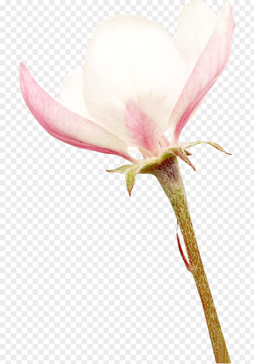 Flower Petal Cut Flowers Southern Magnolia Family PNG