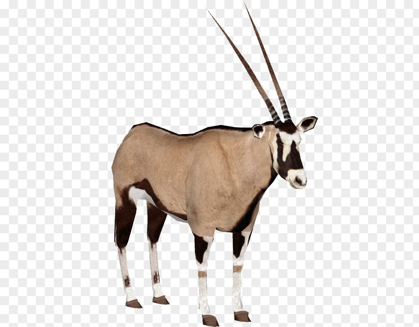 Gemsbok Antelope Gazelle Fringe-eared Oryx PNG