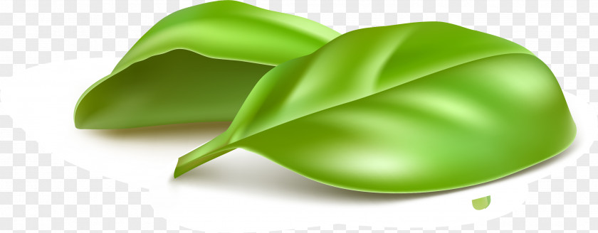 Green And Fresh Leaves Leaf Wallpaper PNG