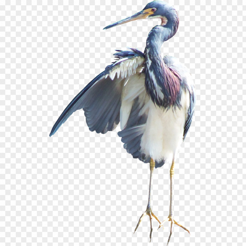 Macaw Heron Bird Crane Marabou Stork White PNG