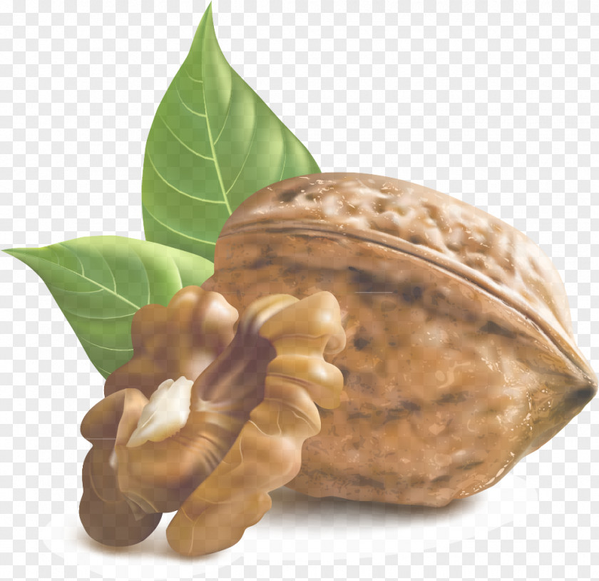 Magnolia Family Flower Nut Plant Walnut Southern Nuts & Seeds PNG