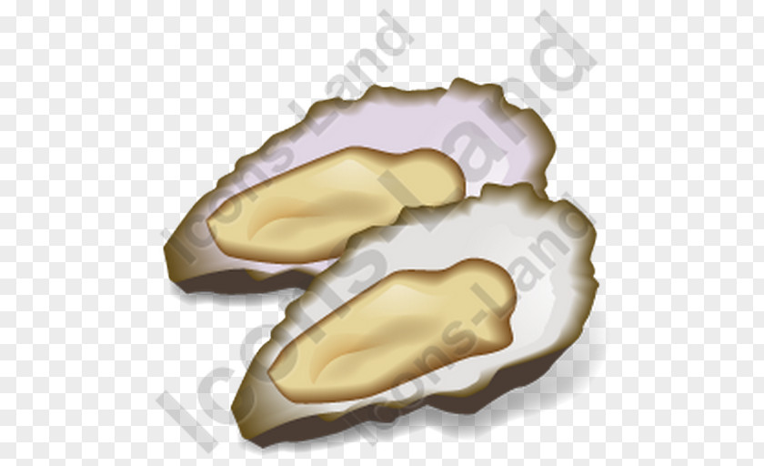 Oyster Icon Clam Mussel Seafood Pectinidae PNG