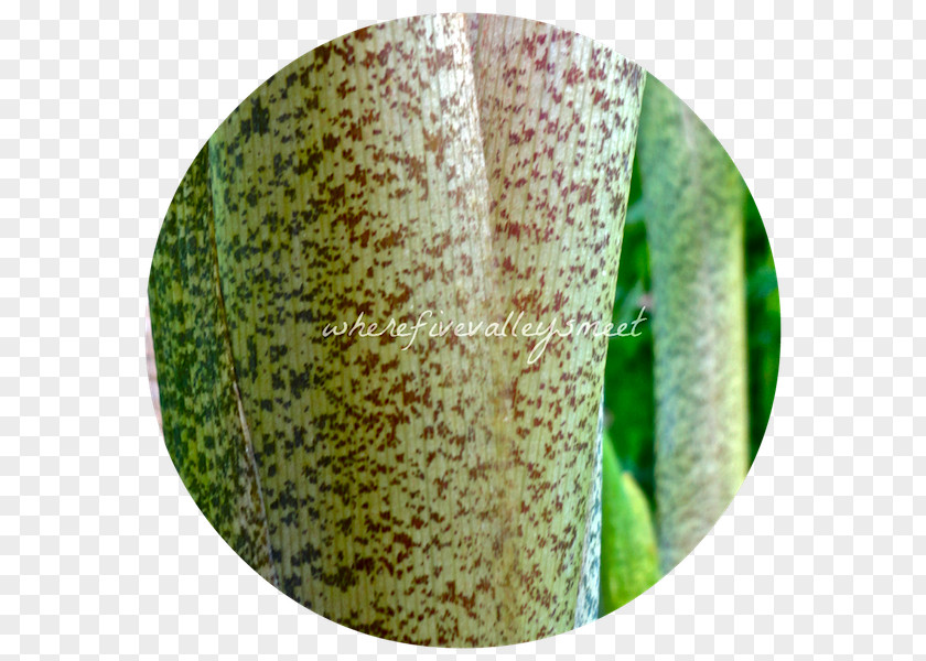 Plant Pathology PNG