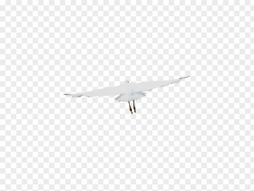 Wing Airplane Air Force Feather Beak PNG