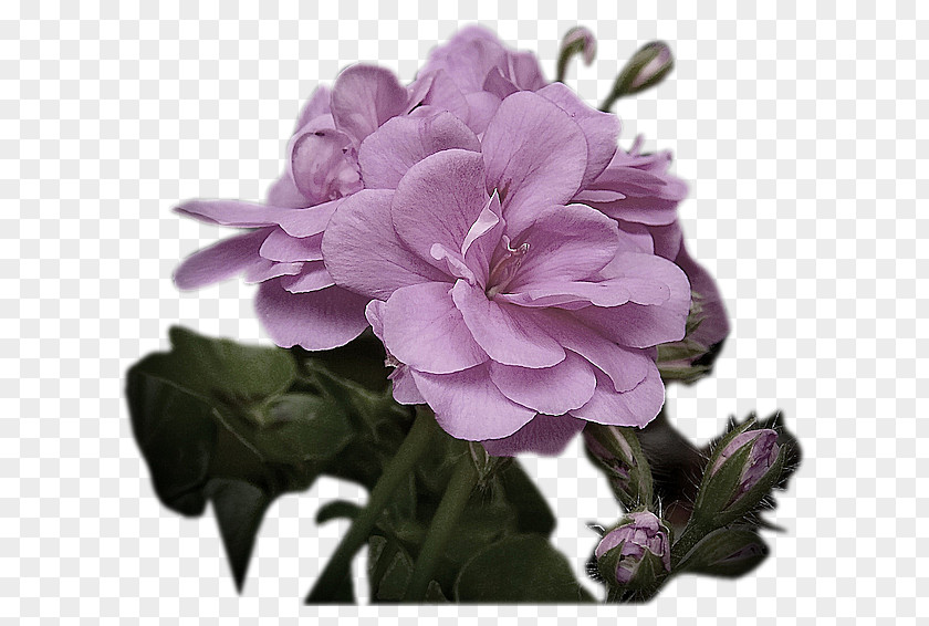 Flower Lunar Calendar Shrub Mauve Herbaceous Plant PNG