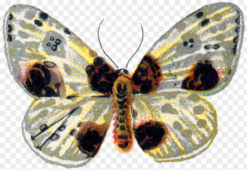Non Violence Butterfly Moth Insect Clip Art PNG