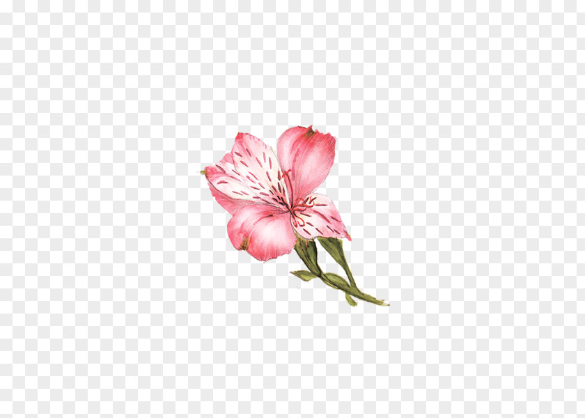 Pink Lily Flower Lilium PNG