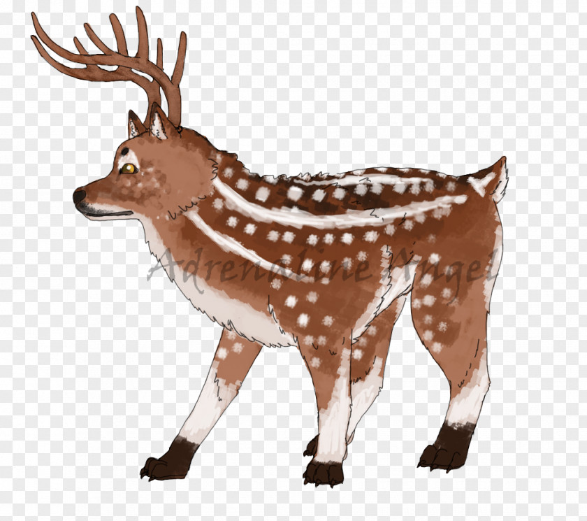 Reindeer White-tailed Deer Elk Musk Deers PNG