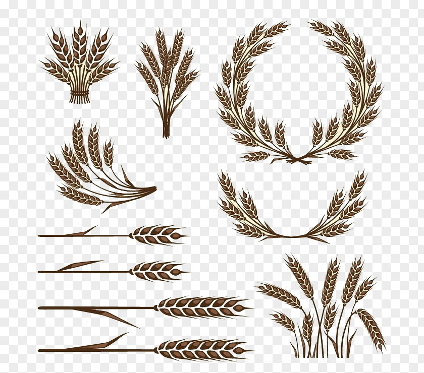 Rice Wheat Icon PNG