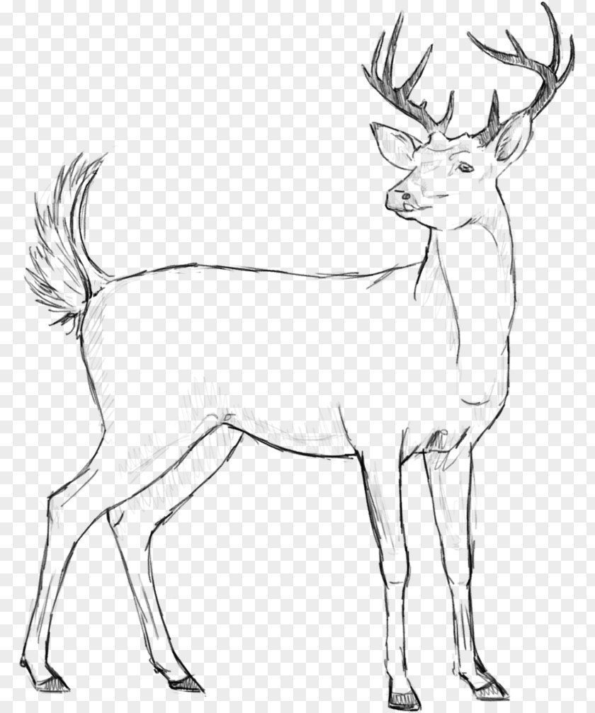 Sketch Reindeer Elk Line Art Horn PNG