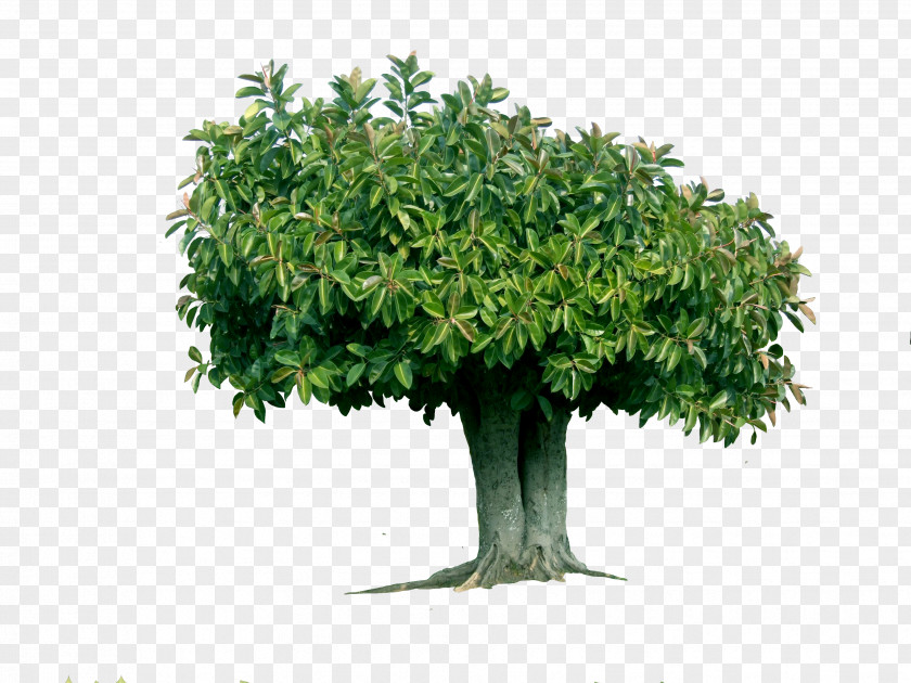 Walnut Tree PNG