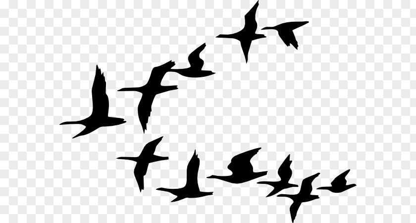 Animated Bird Cliparts Duck Goose Flock Clip Art PNG