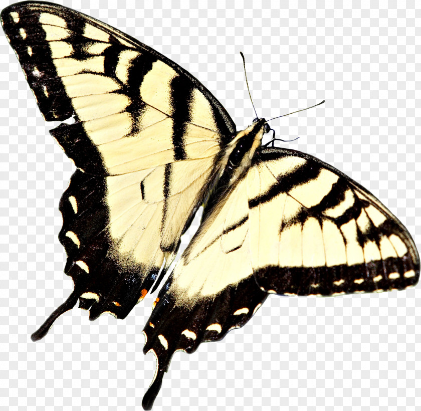Butterfly Monarch Moth Insect Clip Art PNG
