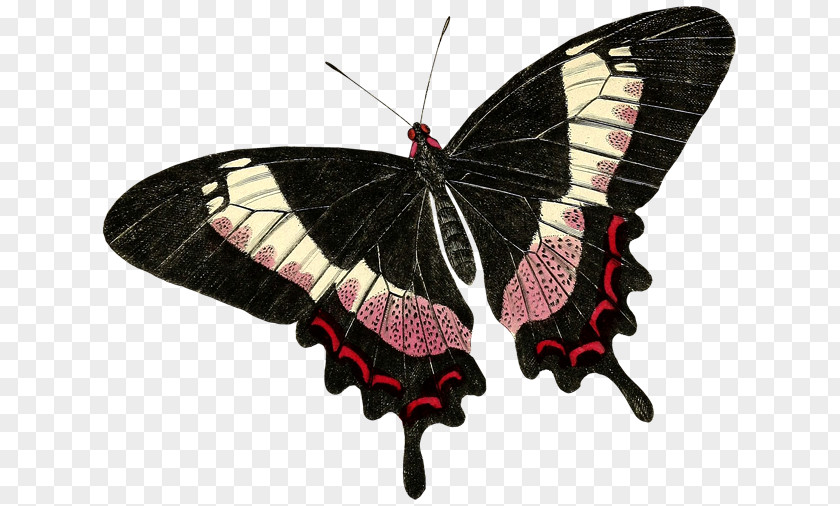 Butterfly Nymphalidae Insect Drawing Paper PNG