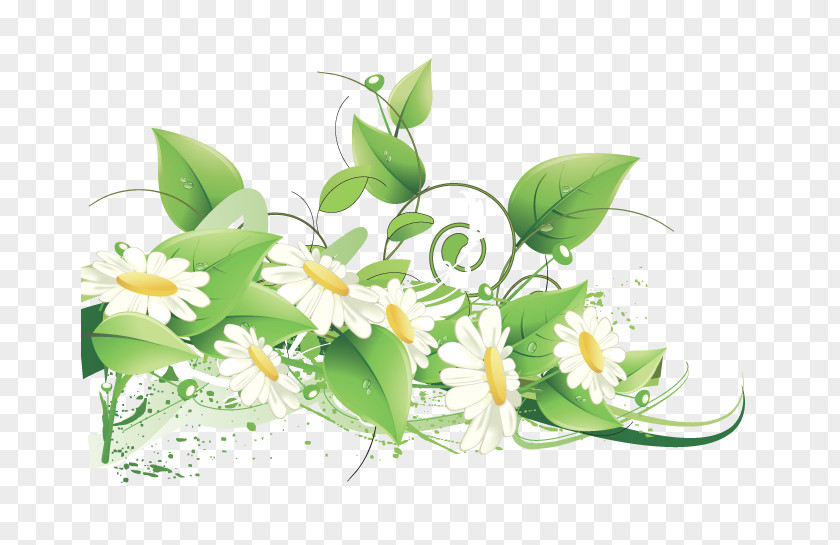 Design Common Daisy Floral PNG